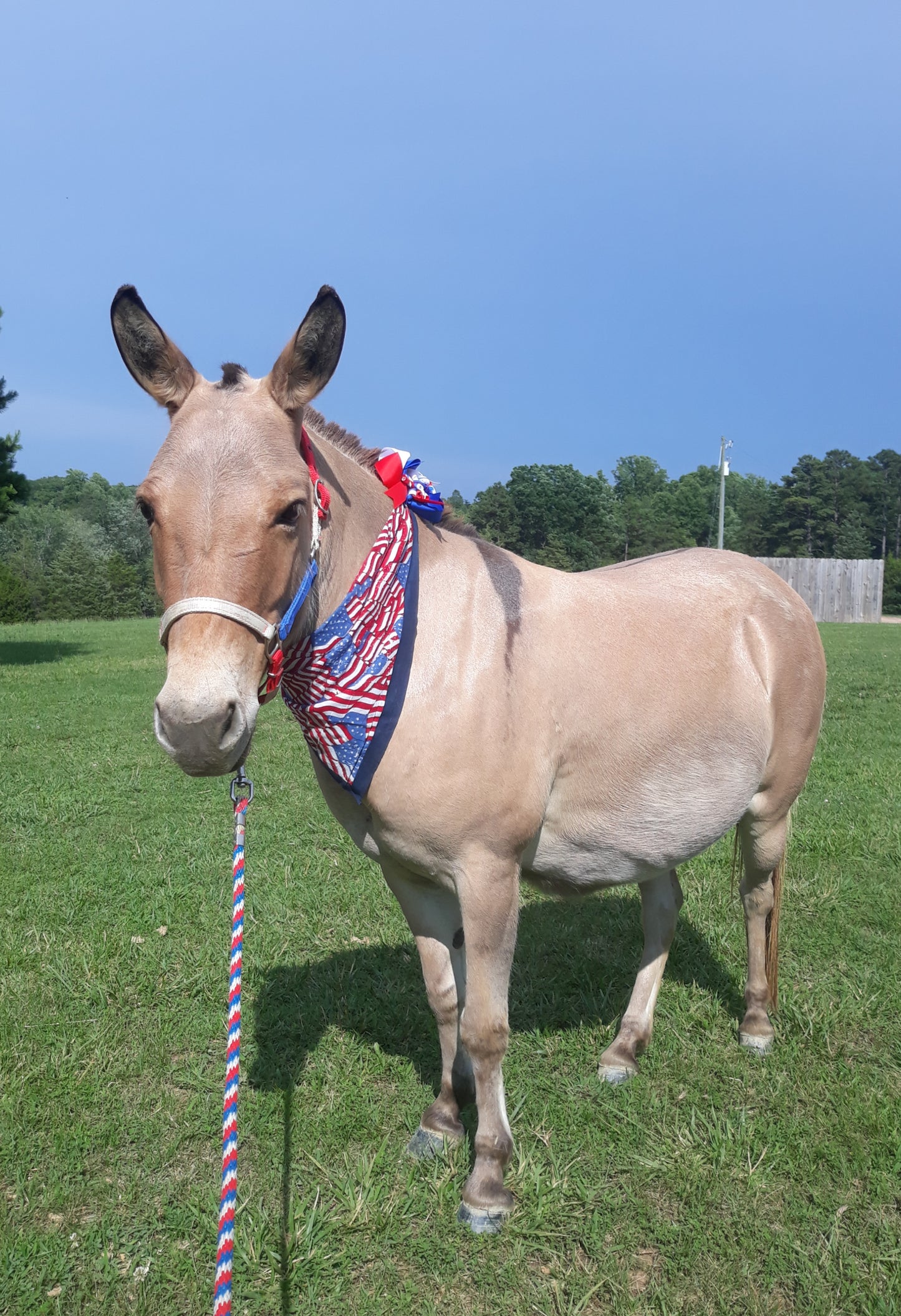 Custom Equine Commission T-Shirt