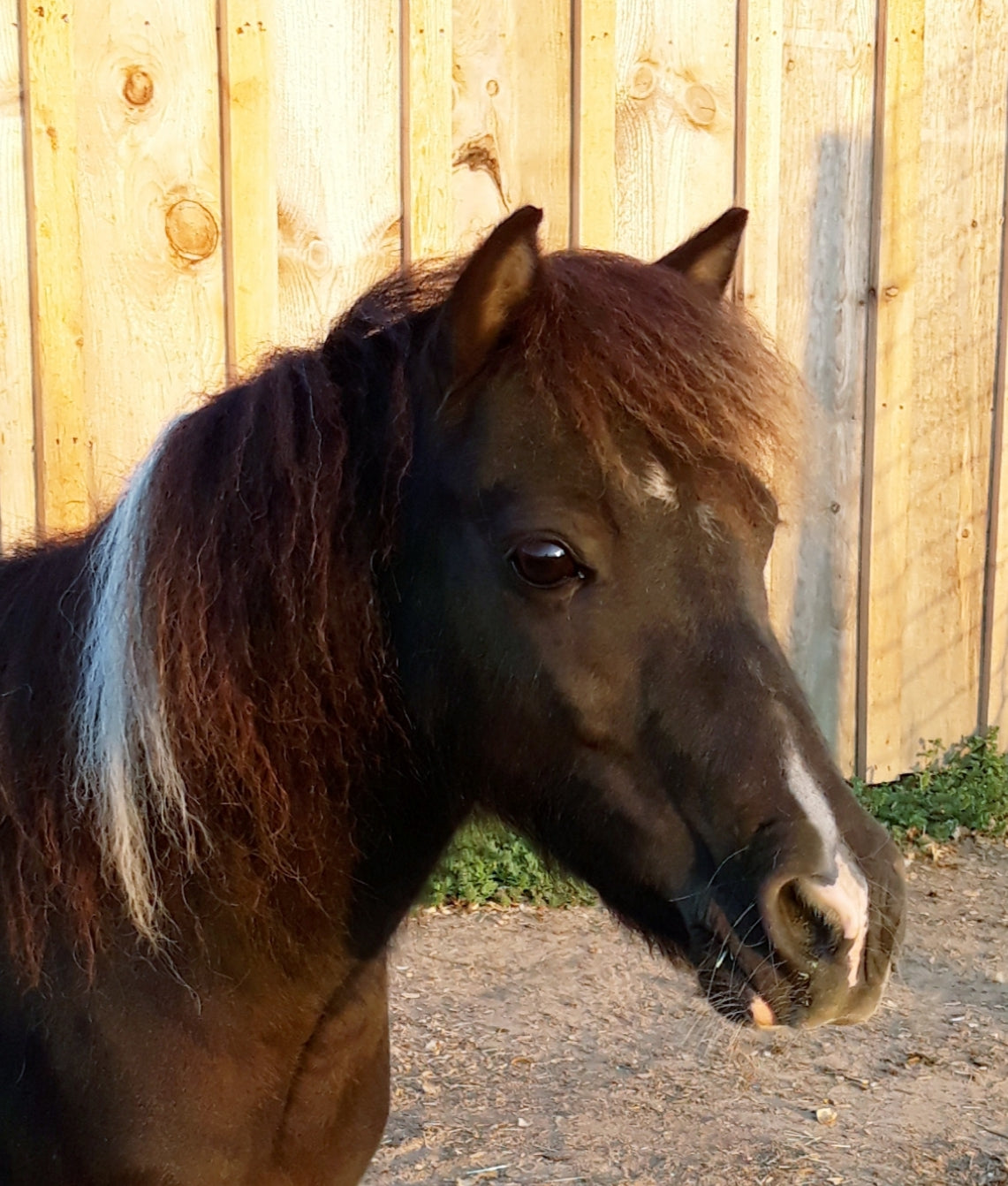Artwork: Custom Equine Portrait Commission — Original Hand-Drawn Color Pencil Art
